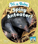 It_s_a_baby_spiny_anteater_